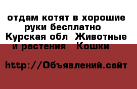 отдам котят в хорошие руки бесплатно - Курская обл. Животные и растения » Кошки   